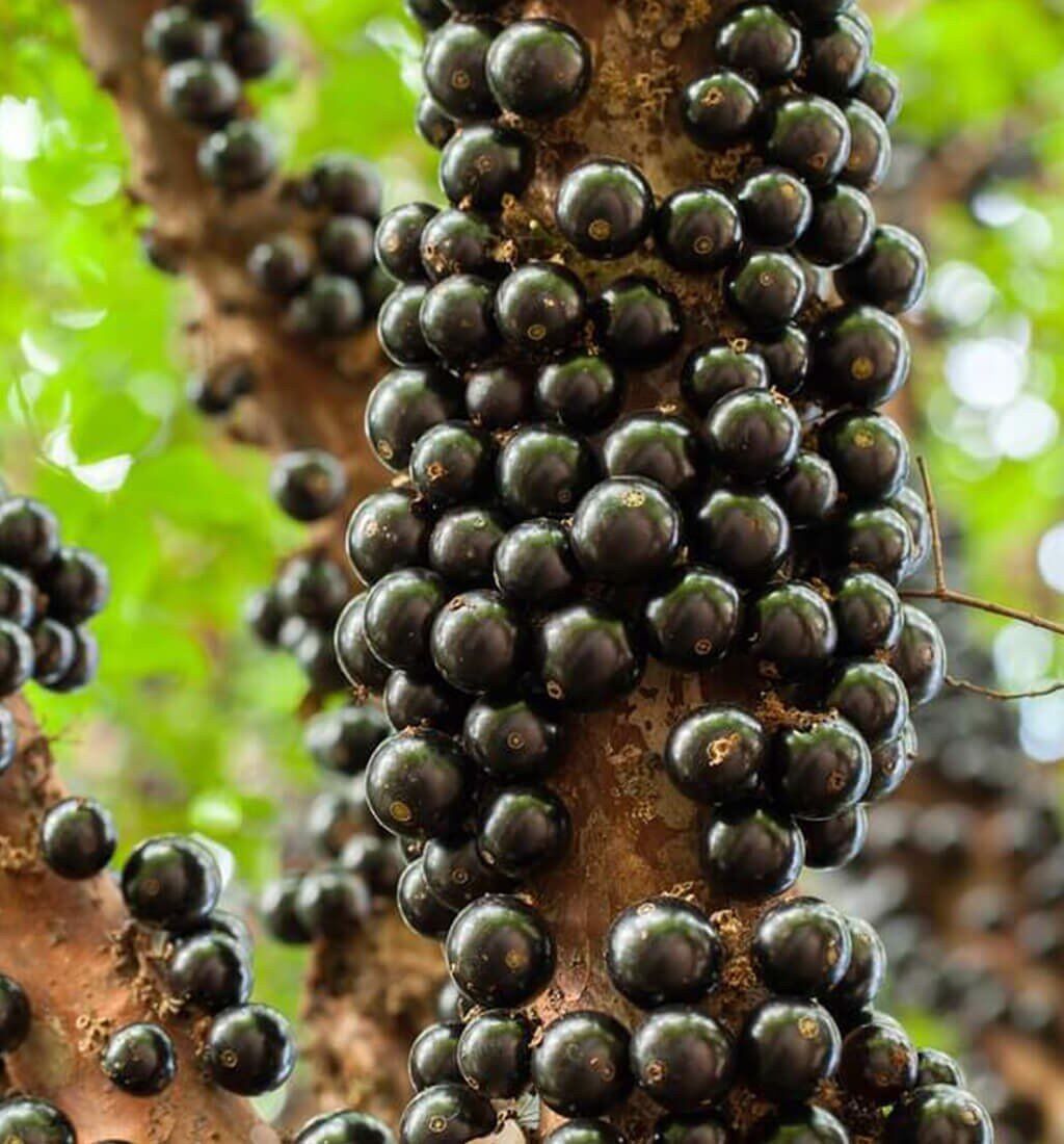 Cây giống nho thân gỗ tứ quý siêu trái