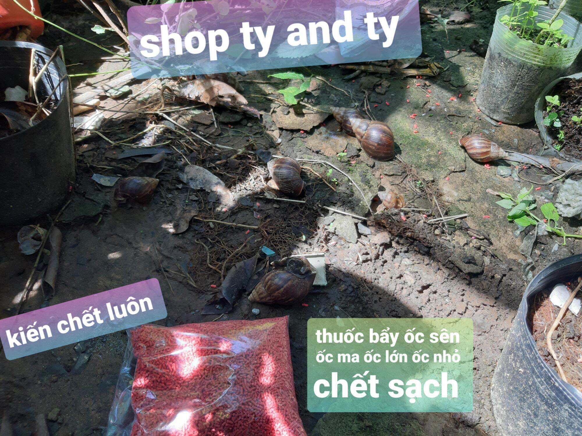 Thuốc bẩy ốc sên ốc ma 100g