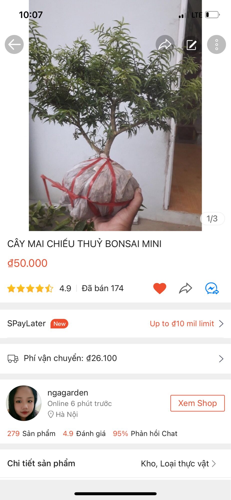 CÂY MAI CHIẾU THUỶ BONSAI MINI Ngagarden
