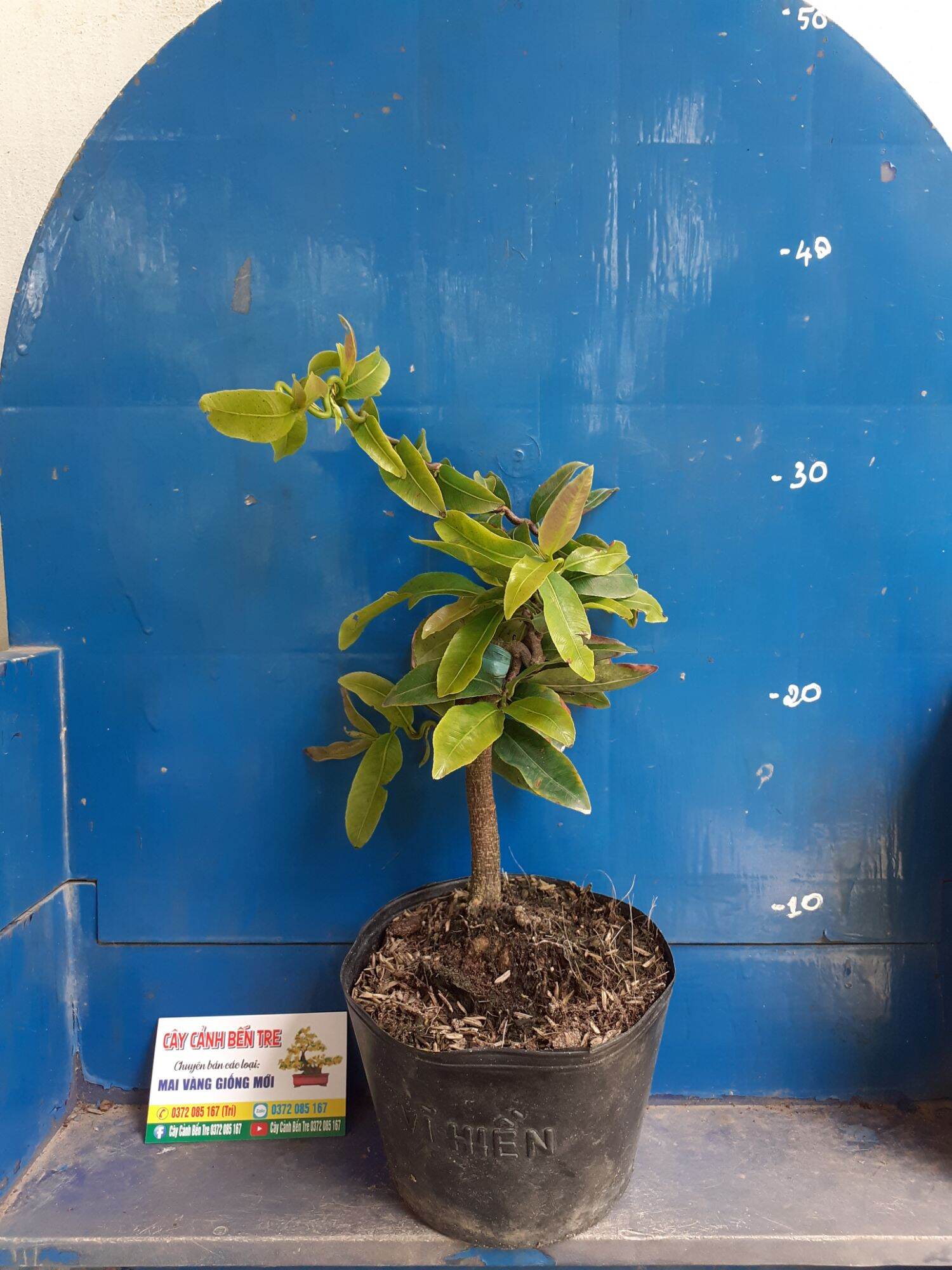 Mai Quắn Giảo tự xoắn