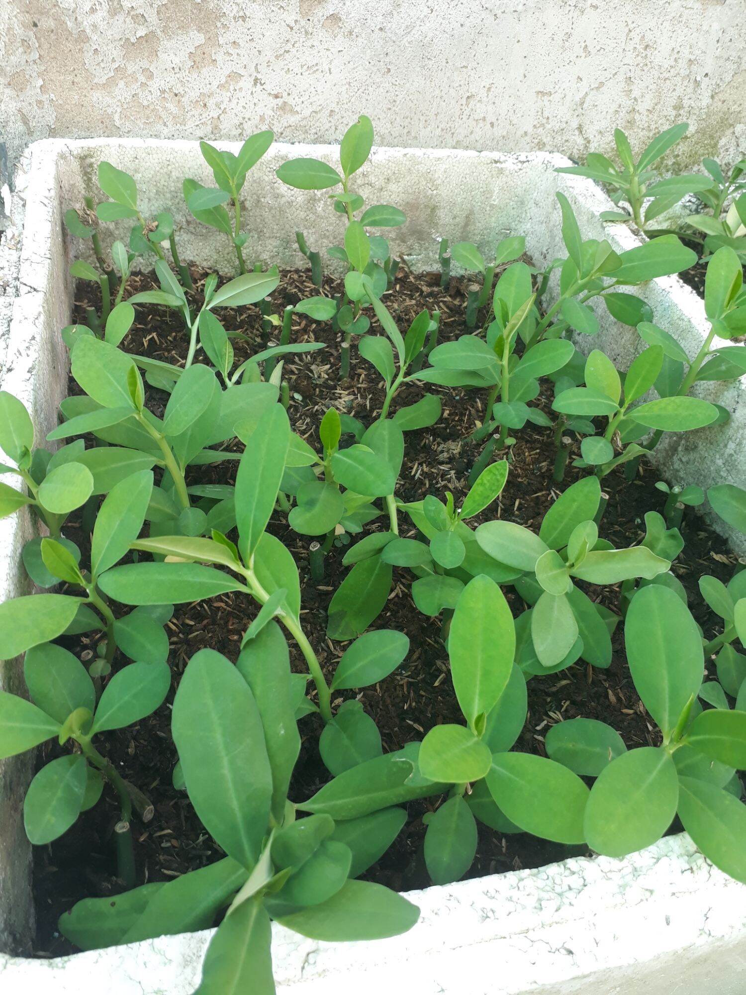 combo 6 cây thạch anh giống