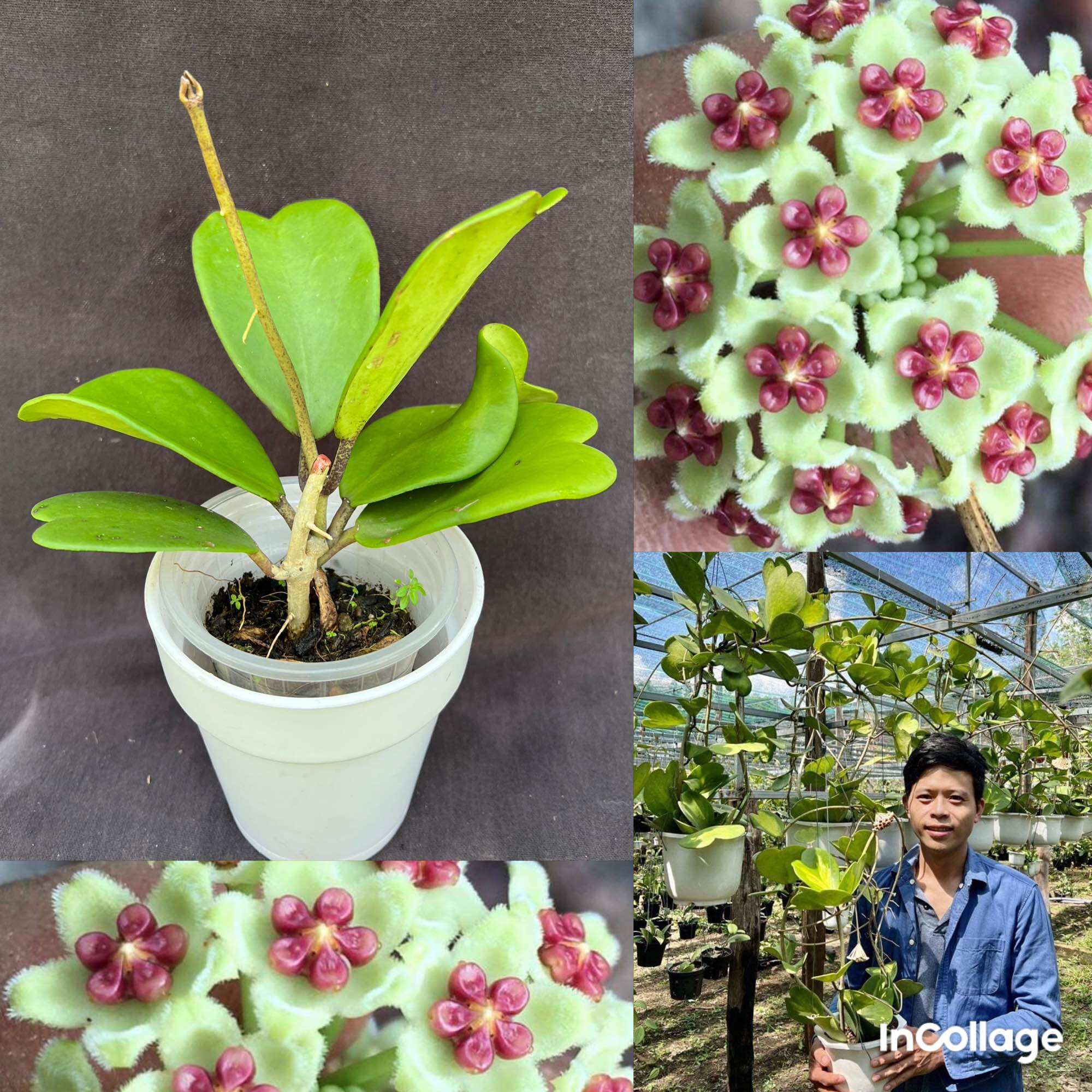 Hoa Cẩm cù hoya kerrii để bàn luôn chậu trắng size 01, ra hoa theo mùa, lá hình tim