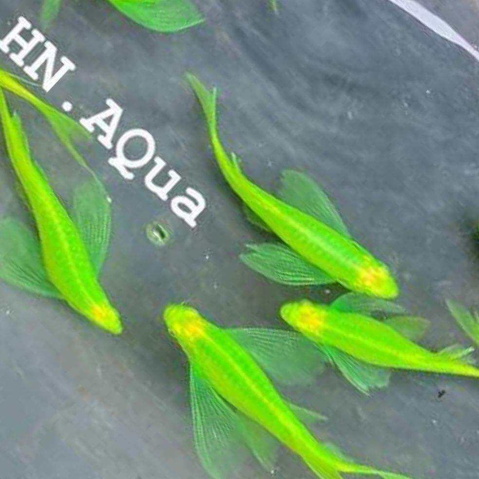 10con SỌC NGỰA CÁNH TIÊN xanh lá cây tươi