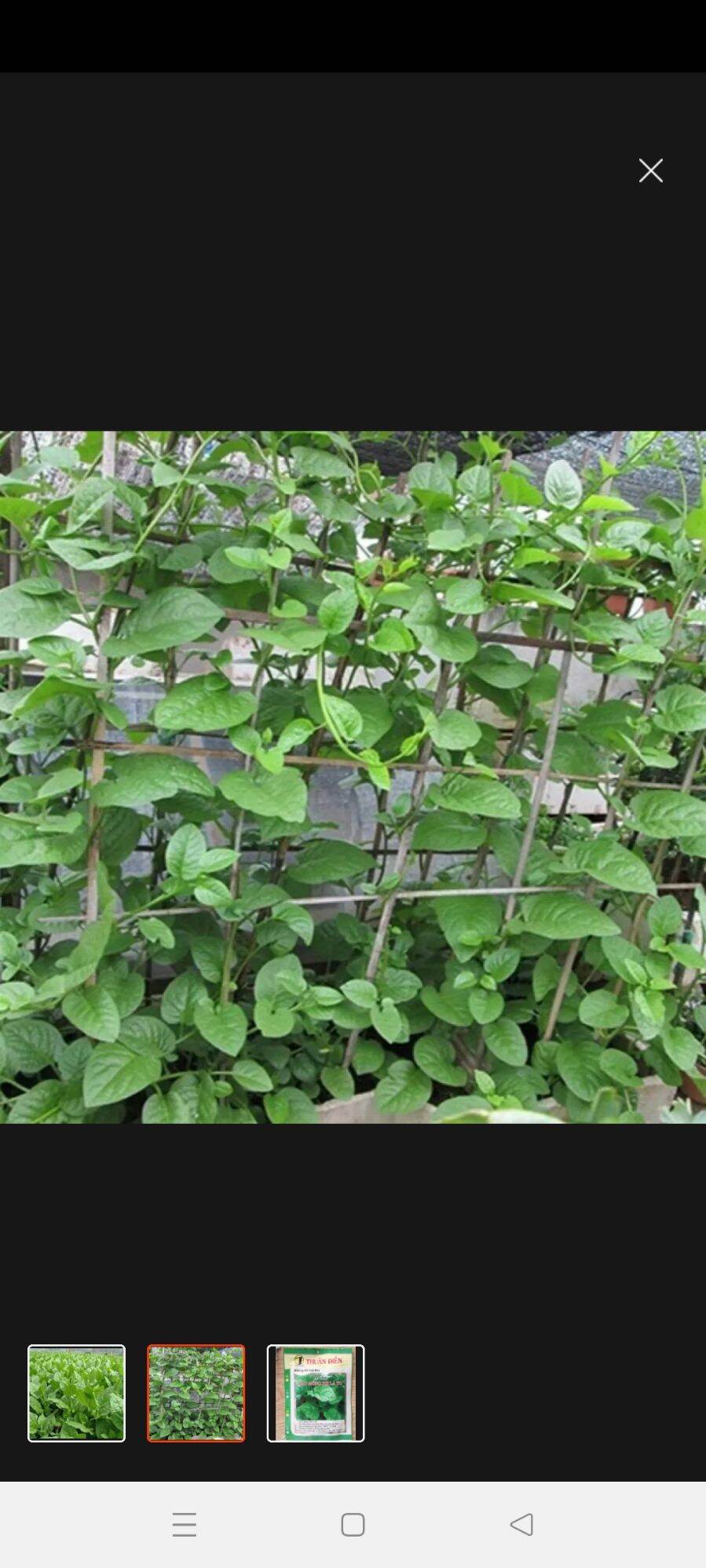 hạt giống rau mồng tơi [gói 20g]