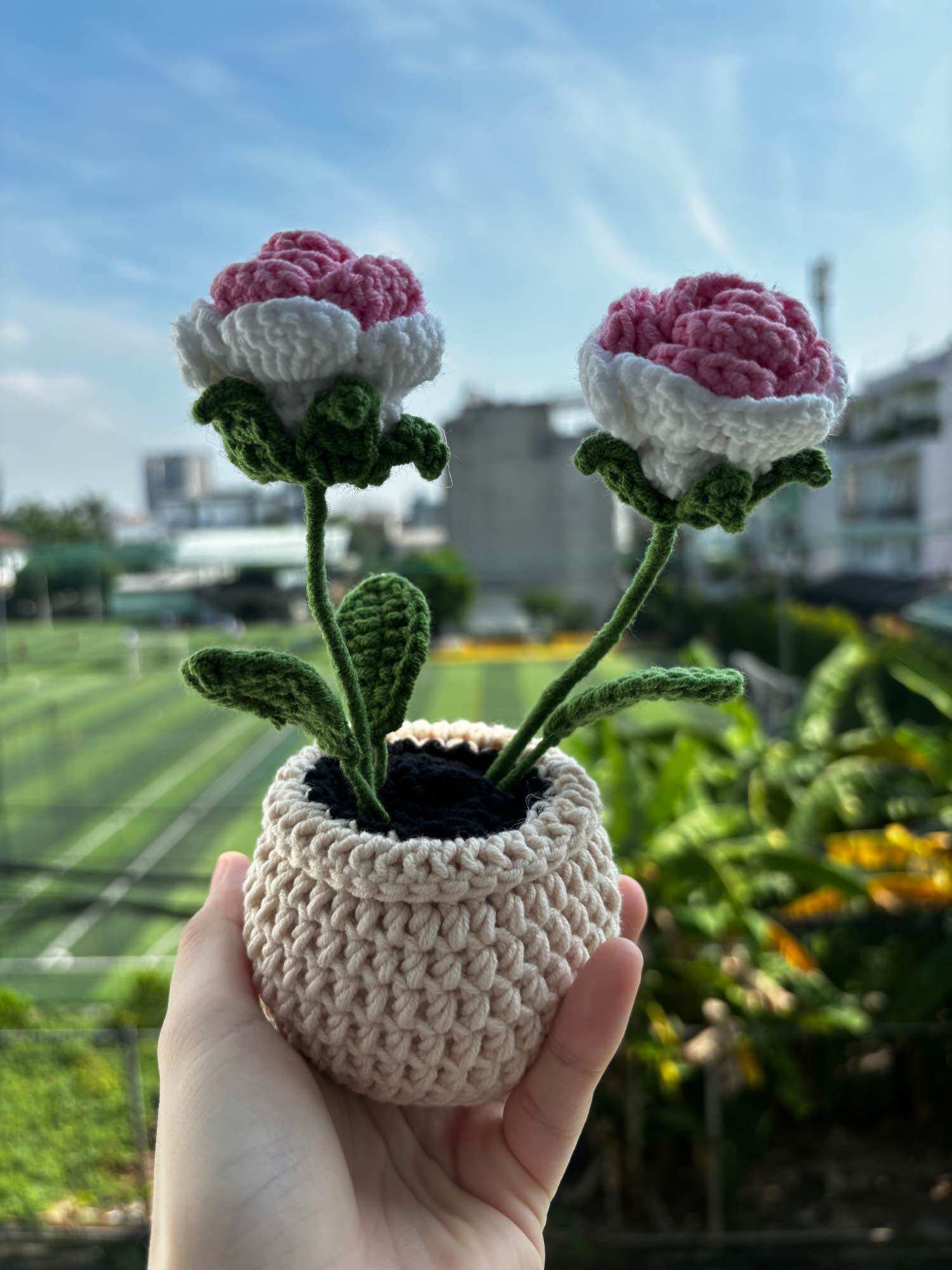 Two-color roses potted flowers
