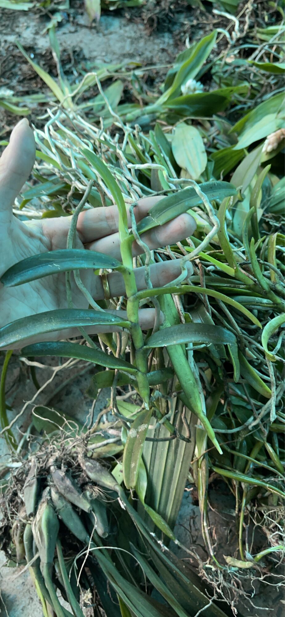 Hoa Lan hoàng tử đỏ(cây giống)