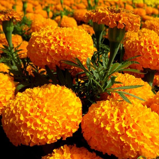 HẠT GIỐNG HOA VẠN THỌ CAM LÙN