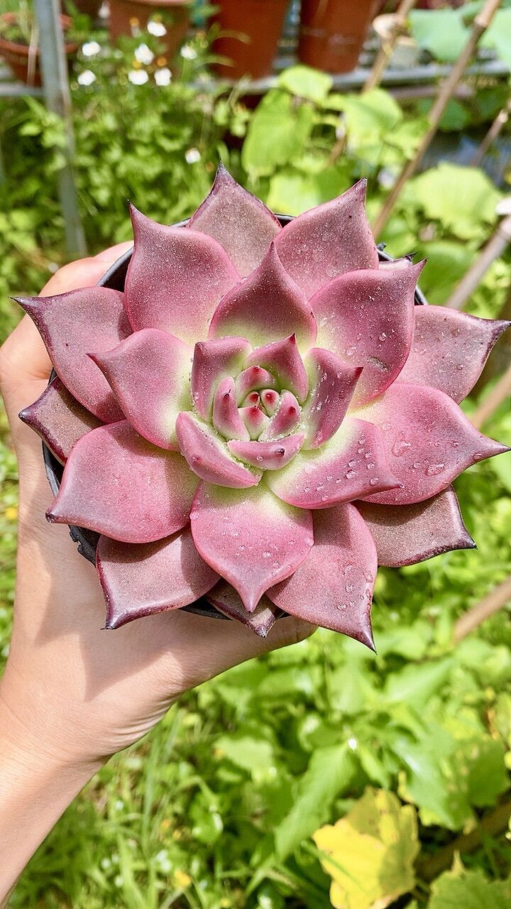 Sen đá đế Hồng sz 10cm
