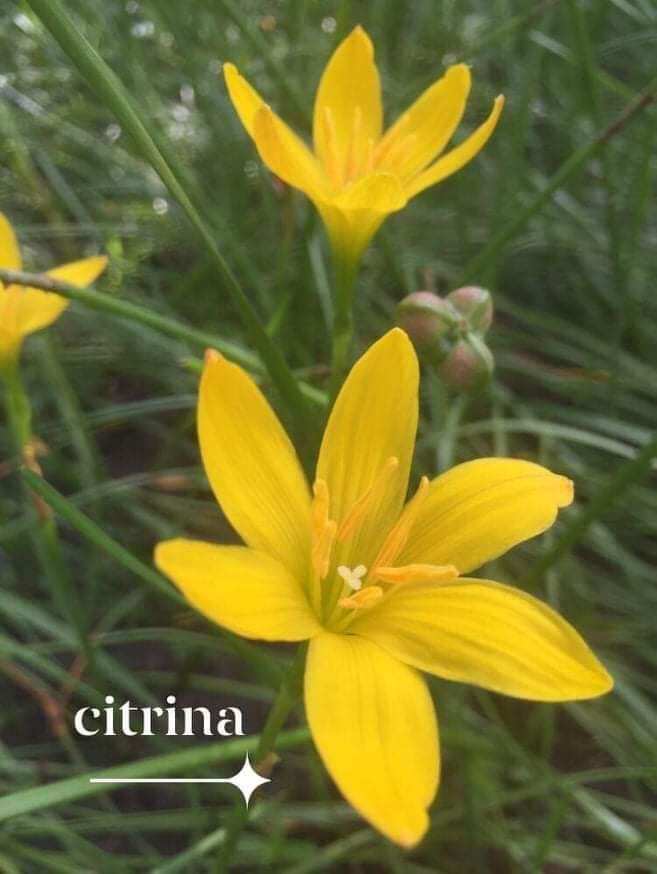 Củ huệ mưa vàng Citrina