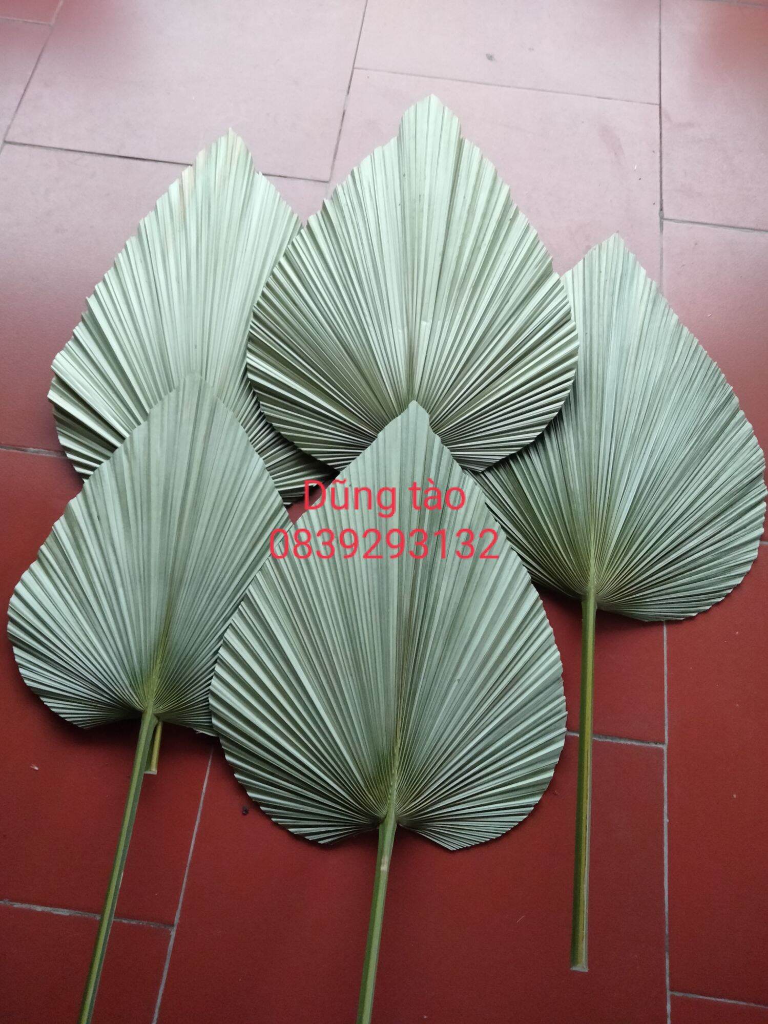 Lá cọ khô trang trí