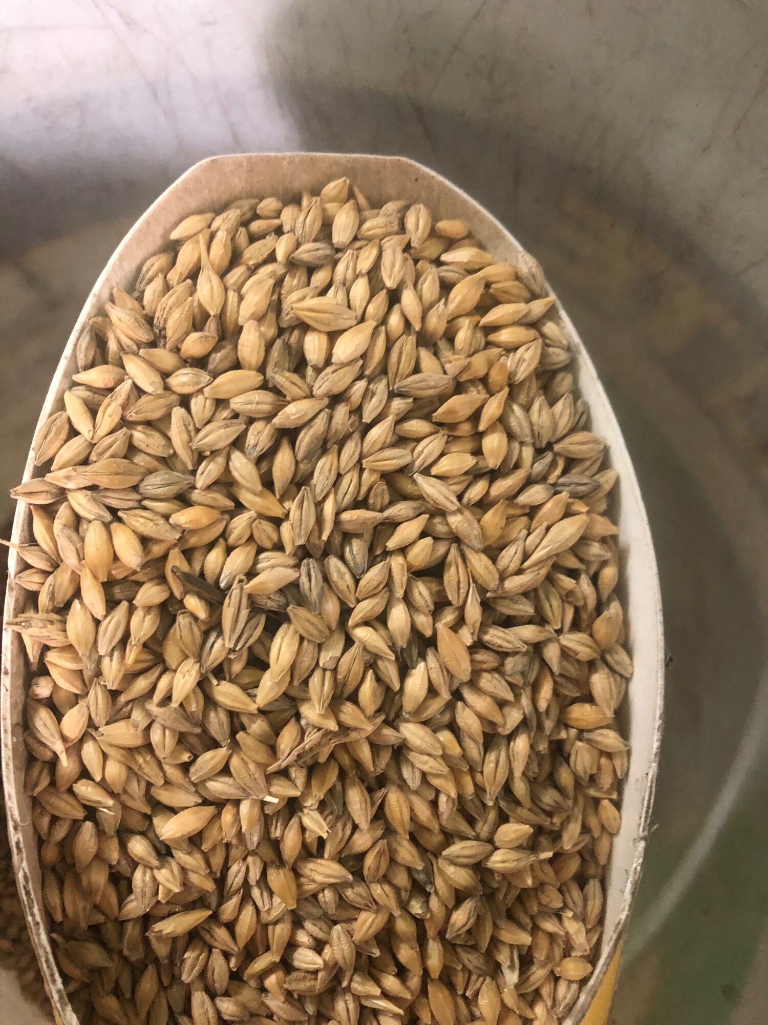 Hạt lúa mạch cho vẹt, sóc, gà, hamster ăn gói 500g - 1kg