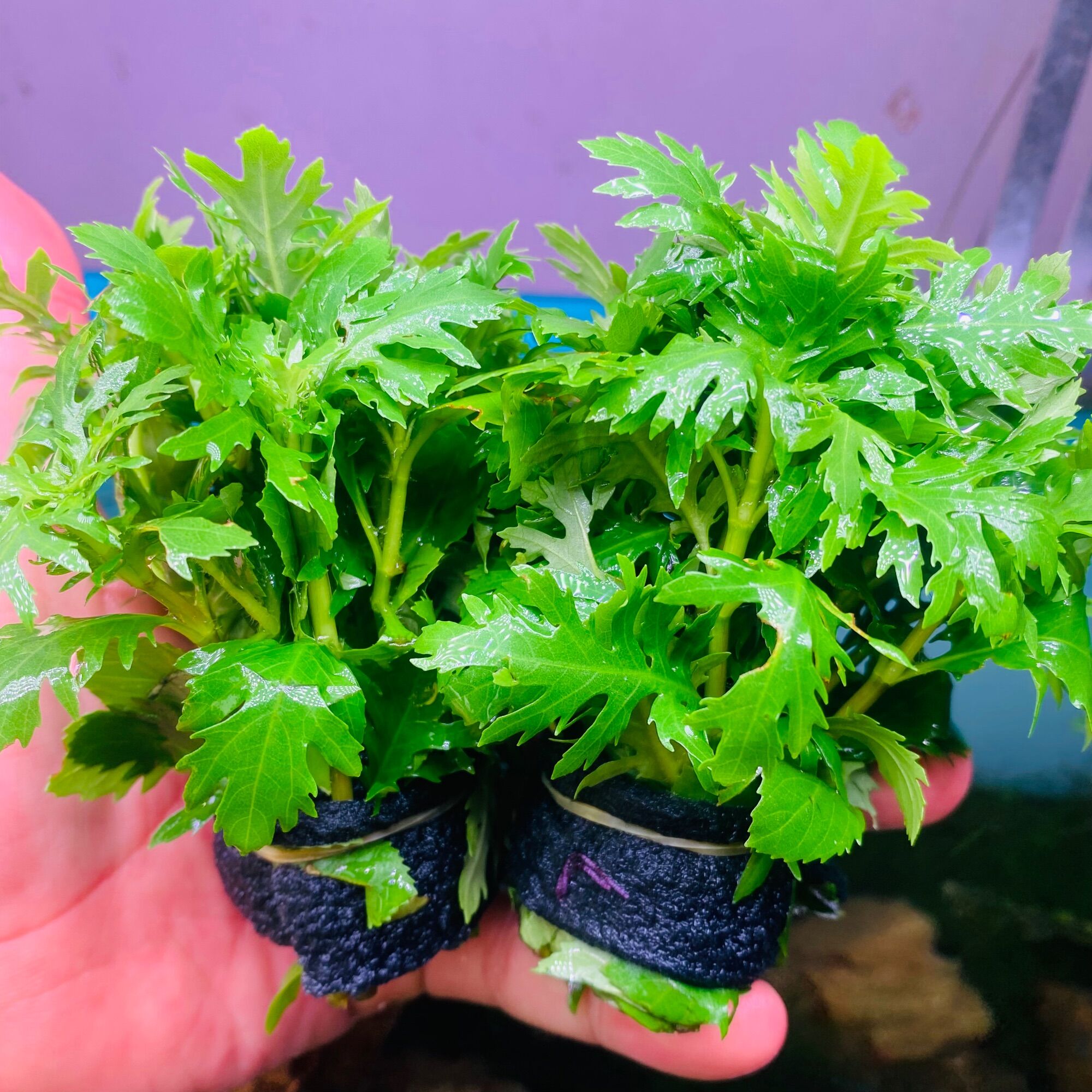Thủy Cúc Lá cạn Cây thuỷ sinh cắt cắm Hậu Cảnh