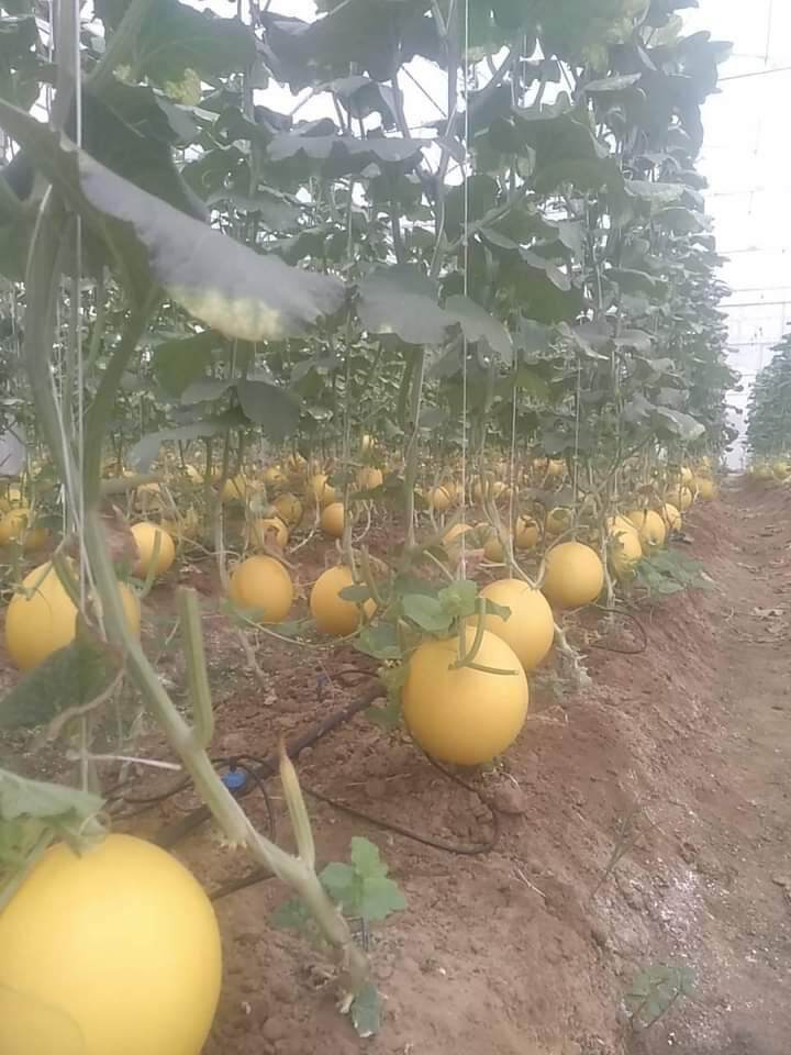 Dinh dưỡng thủy canh bột khô NoVa Melon sét 20