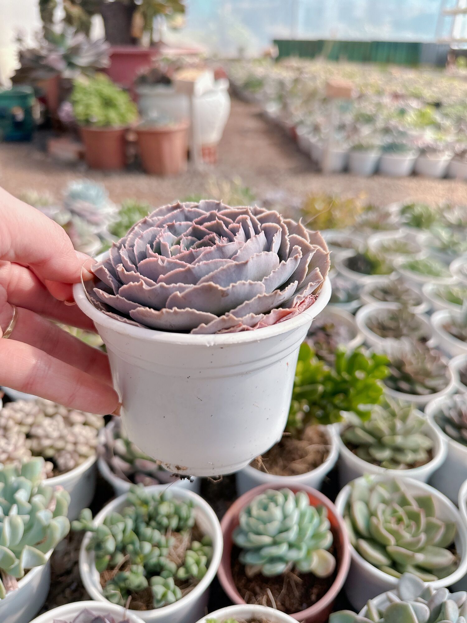 Sen đá bắp cải size trung 5-7 cm