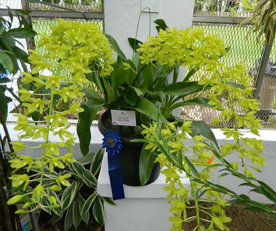 Hoàng hậu xanh cây giống