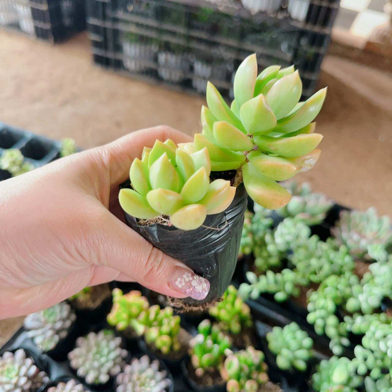 Sen đá đá vàng cute size bầu