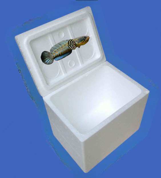 Thùng xốp chứa các loại channa (yellow sentarum,red,thđ,phđv…)đóng gói sản phẩm