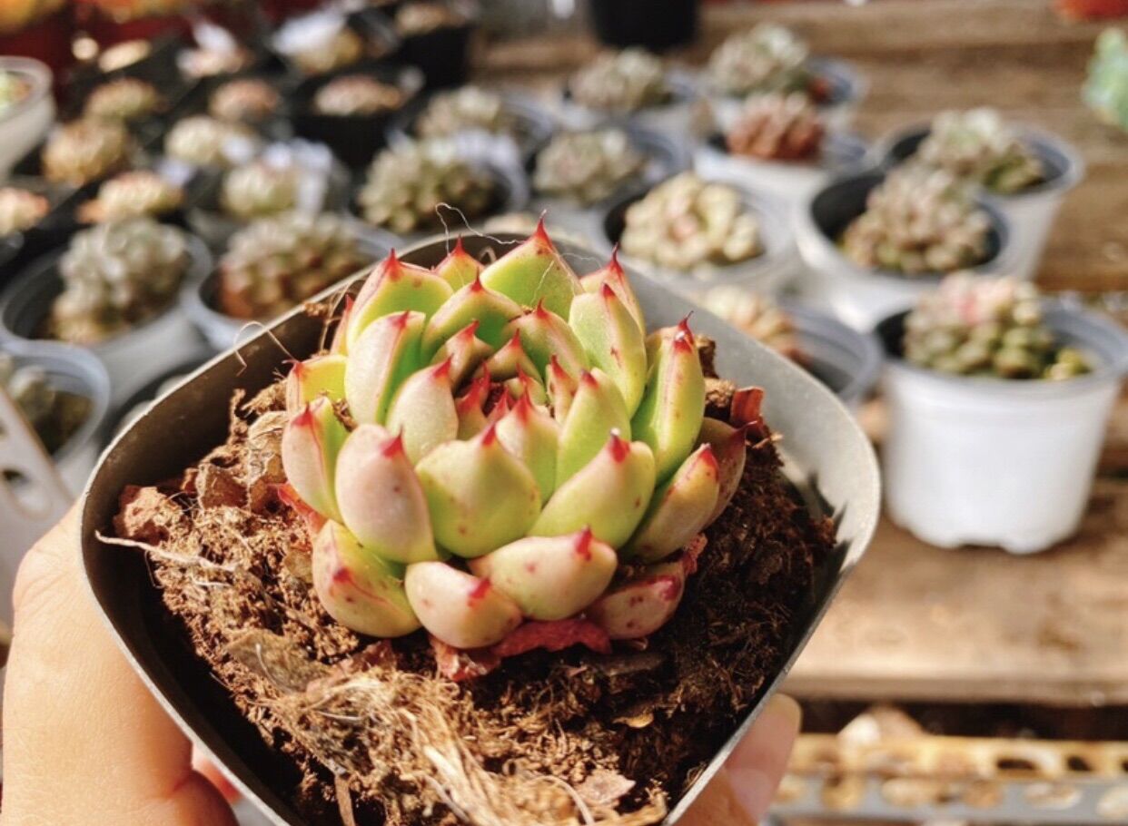 Sen đá vân mai vuốt đỏ - giống mới
