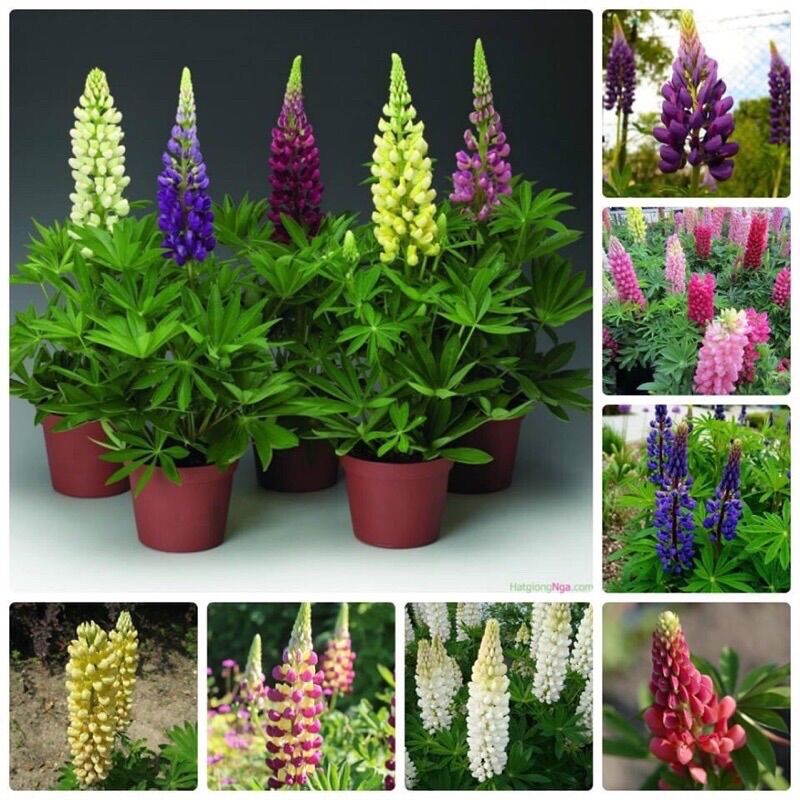 CHUẨN HOA 🌹 TẾT 🌸Hạt giống Hoa Lupin(1 gói 100 hạt)