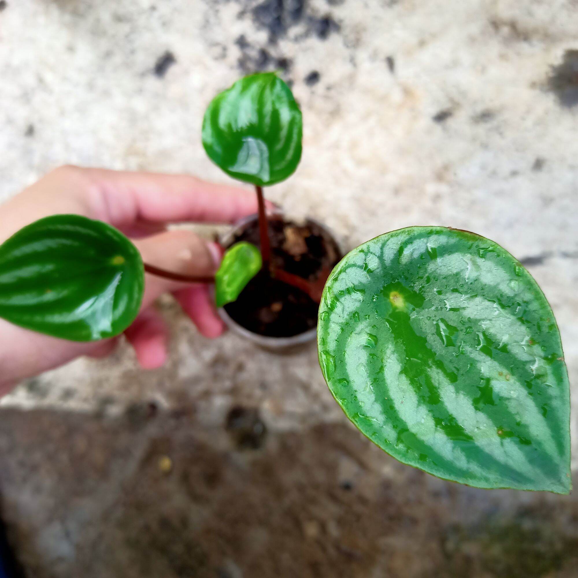 Chậu cây lá dưa hấu - peperomia watermelon size để bàn làm việc