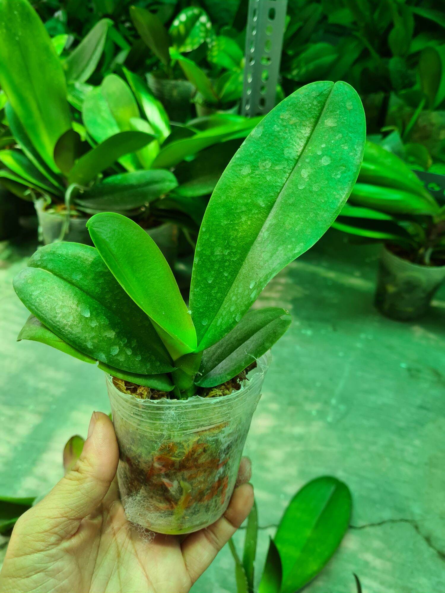 Lan hồ điệp giống cốc 2.5
