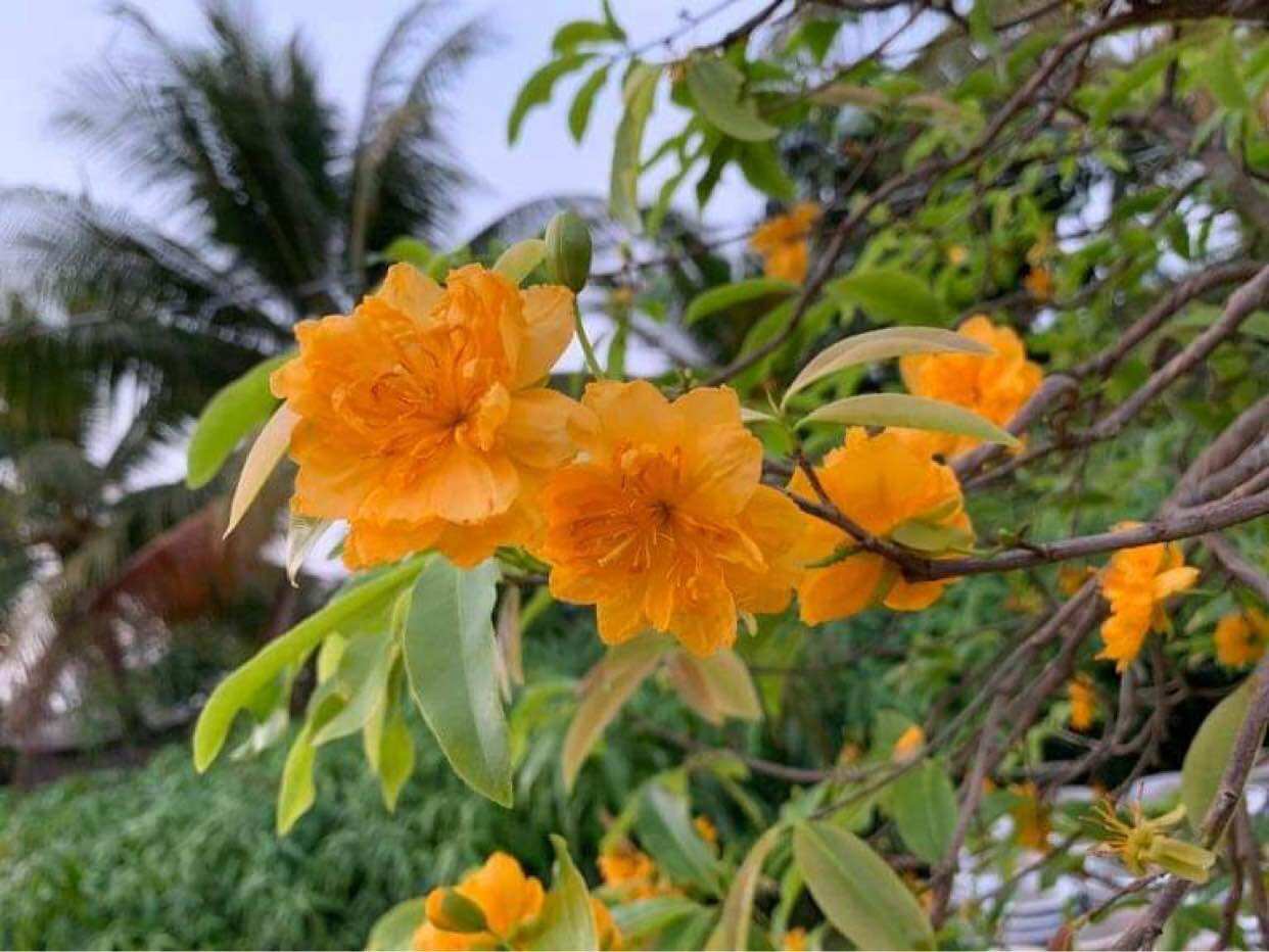 Hoa Mai Cúc Cam 36 cánh(cây ghép đã khỏe mạnh)