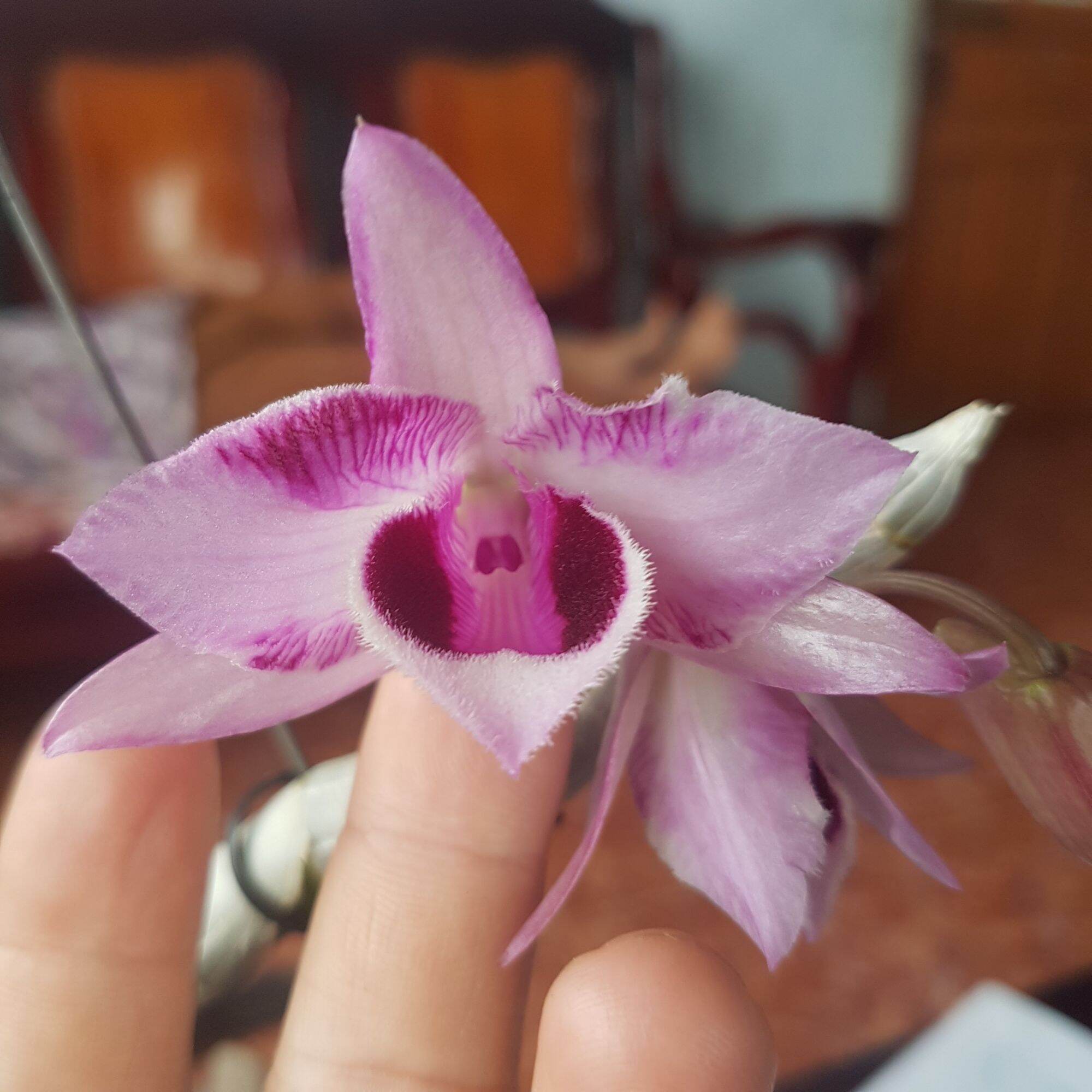 Hoa lan phi điệp 6 mắt hòa bình trồng trong chậu phi 14
