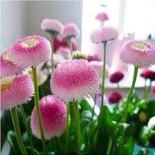 Hạt giống Cúc Daisy sỉ 10k gói 100 hạt