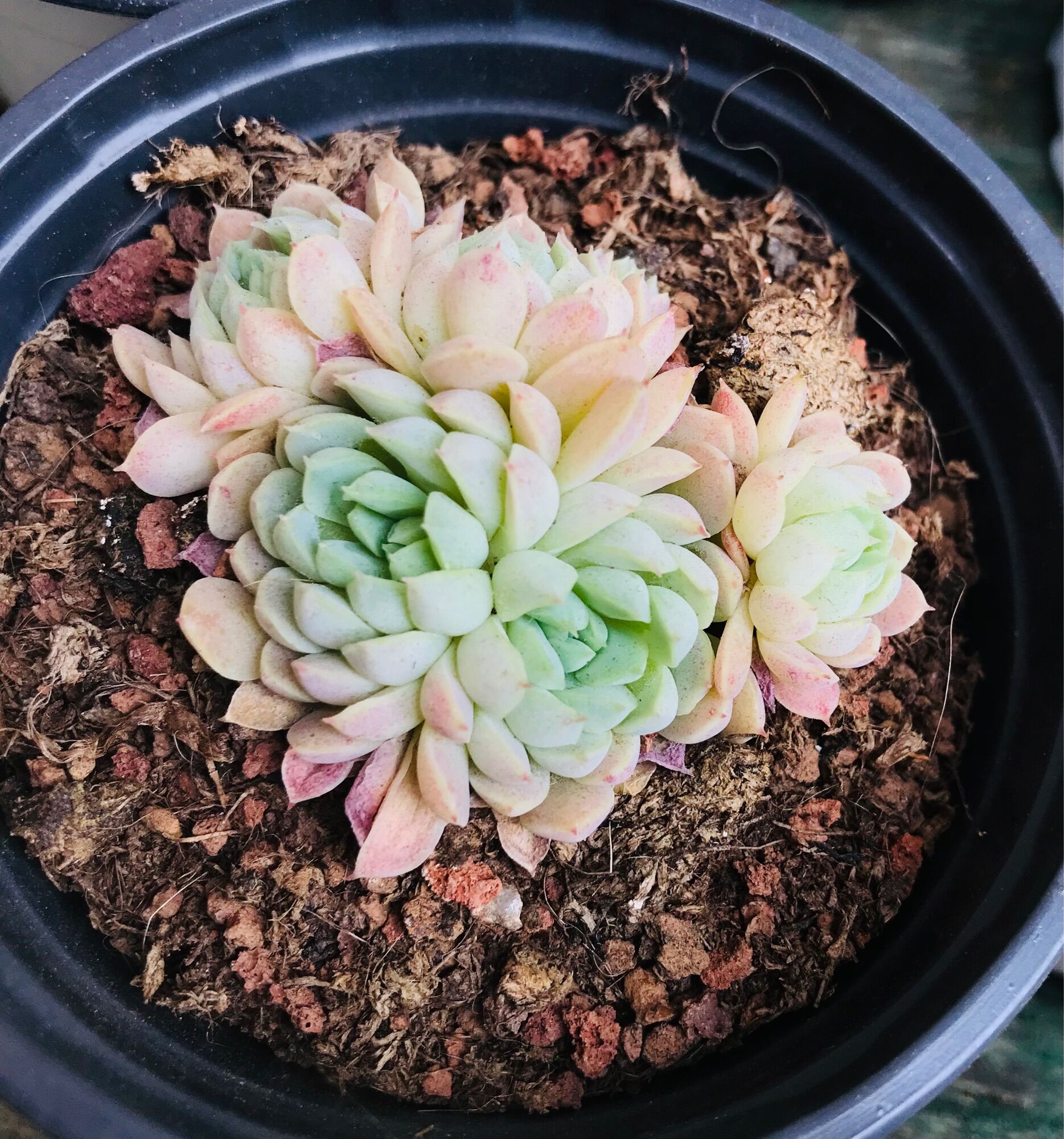 Sen đá Echeveria elegans ‘Alba’ cluster bụi 6-7.5cm