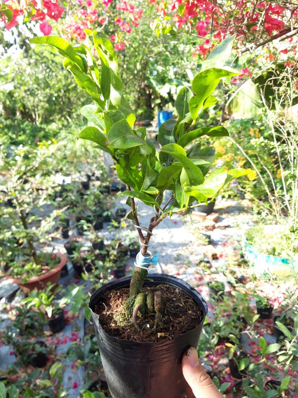 MAI CÚC VẠN THỌ CÁNH XOĂN