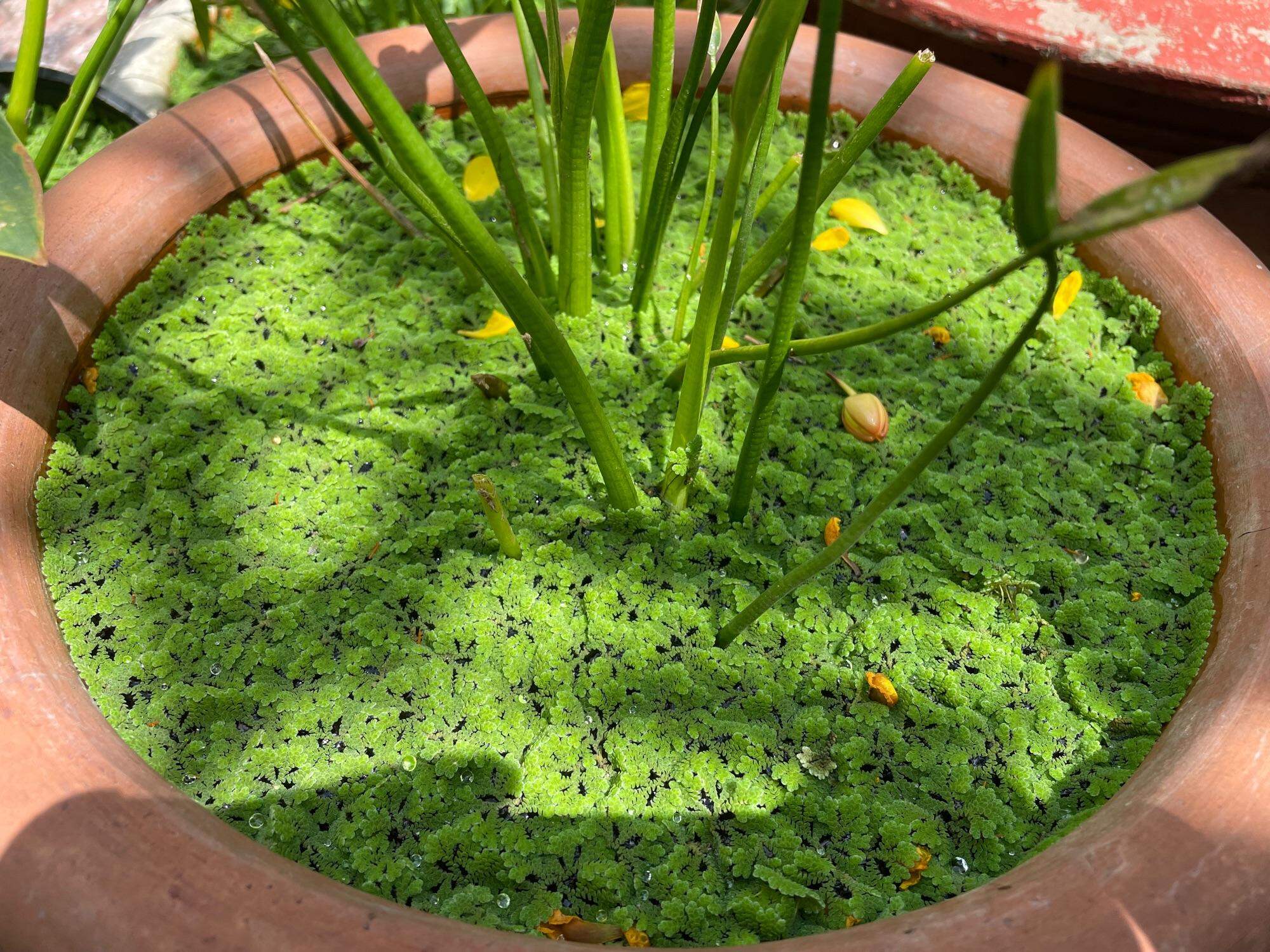 Bèo hoa dâu xanh và bèo tai chuột