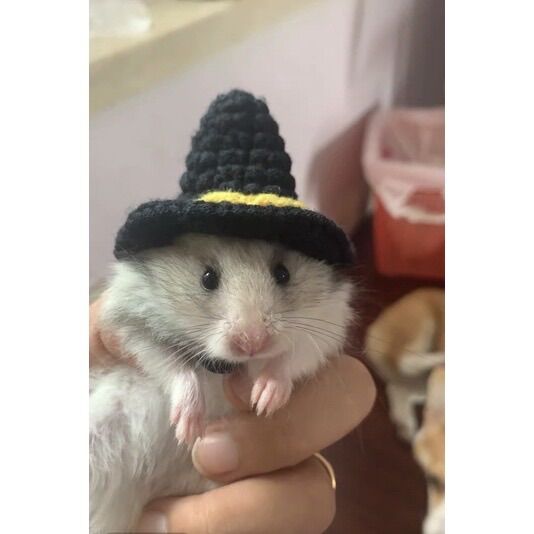 Nón mũ hamster phù thủy