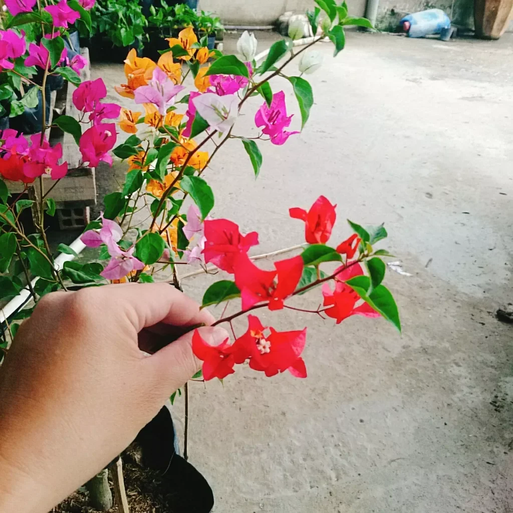 Cây hoa giấy ngũ sắc đã ghép