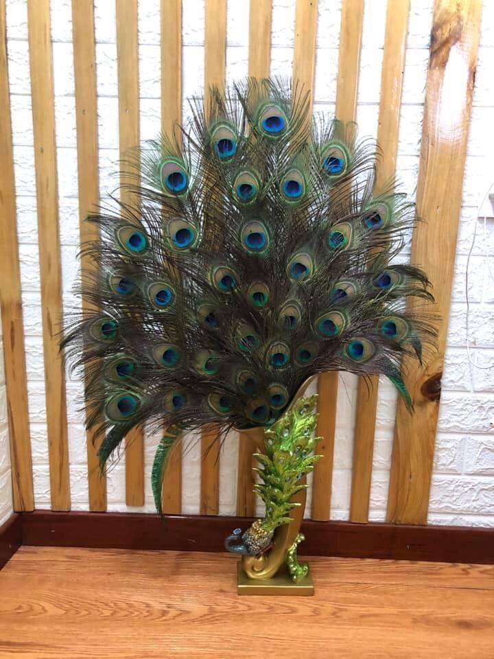 Lông công thật