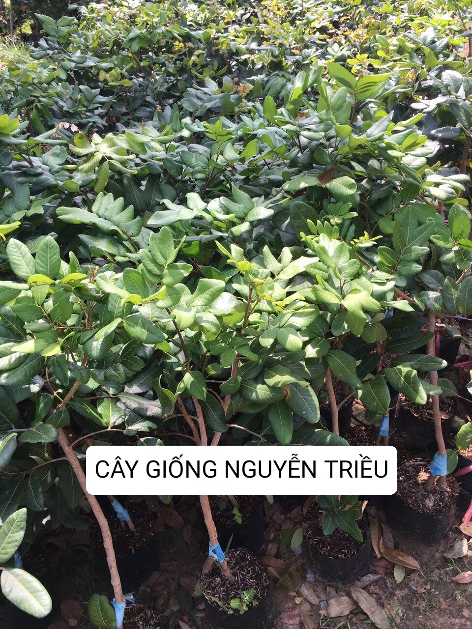 Cây giống thanh nhãn