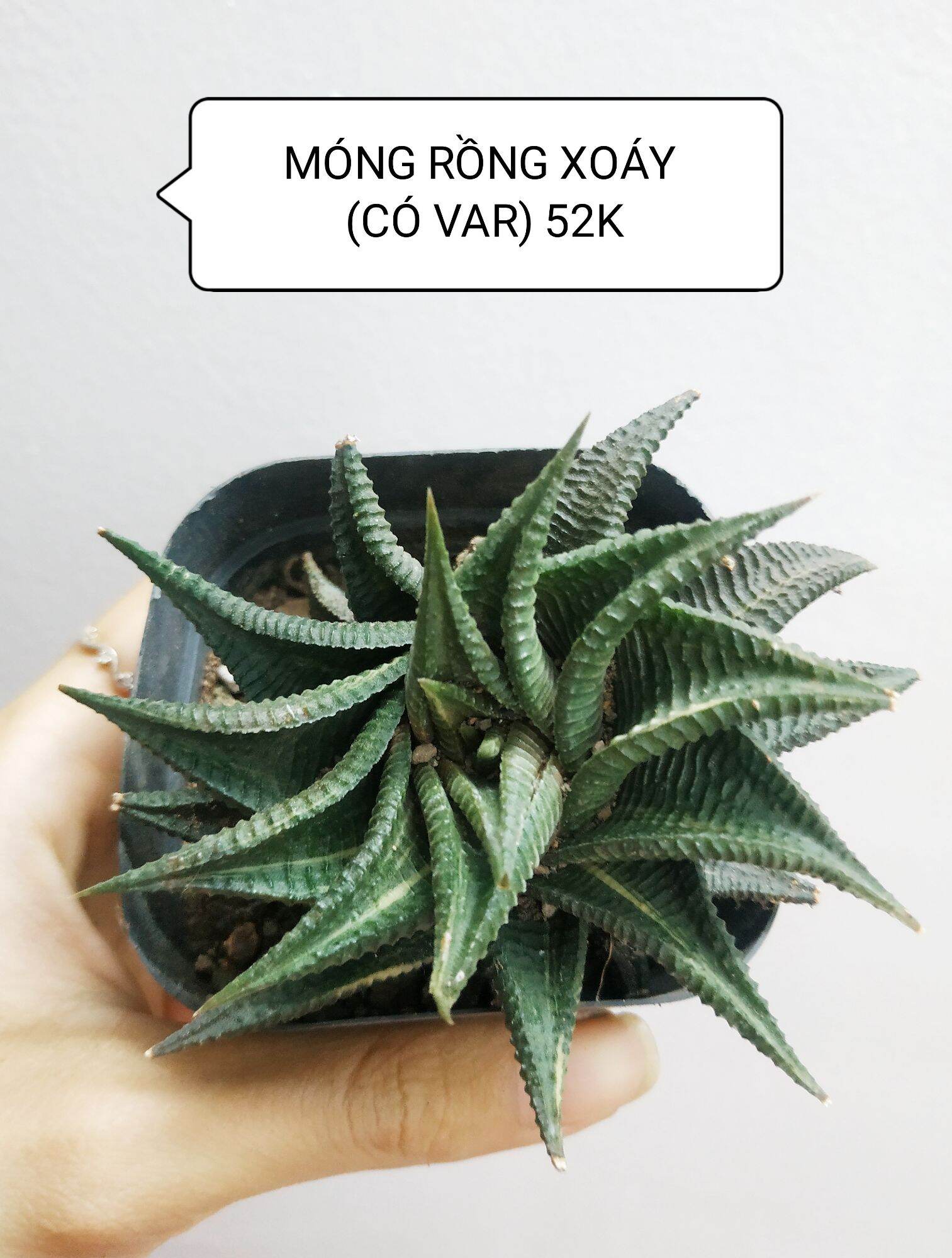 Xương rồng mong rồng xoáy var