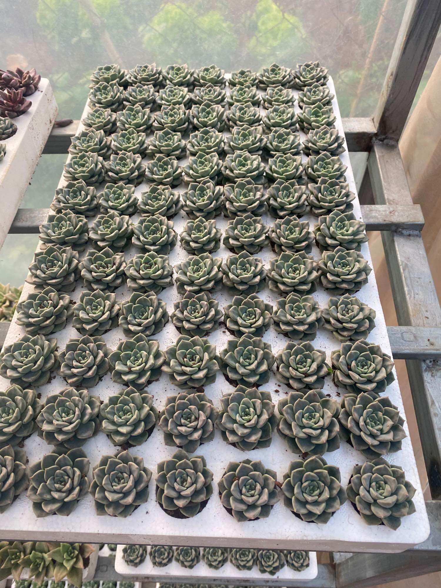 Sen đá mini vĩ 84 cây xuất vườn đà Lạt