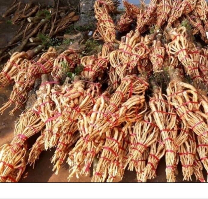 Củ đinh lăng nguyên củ tươi 5kg