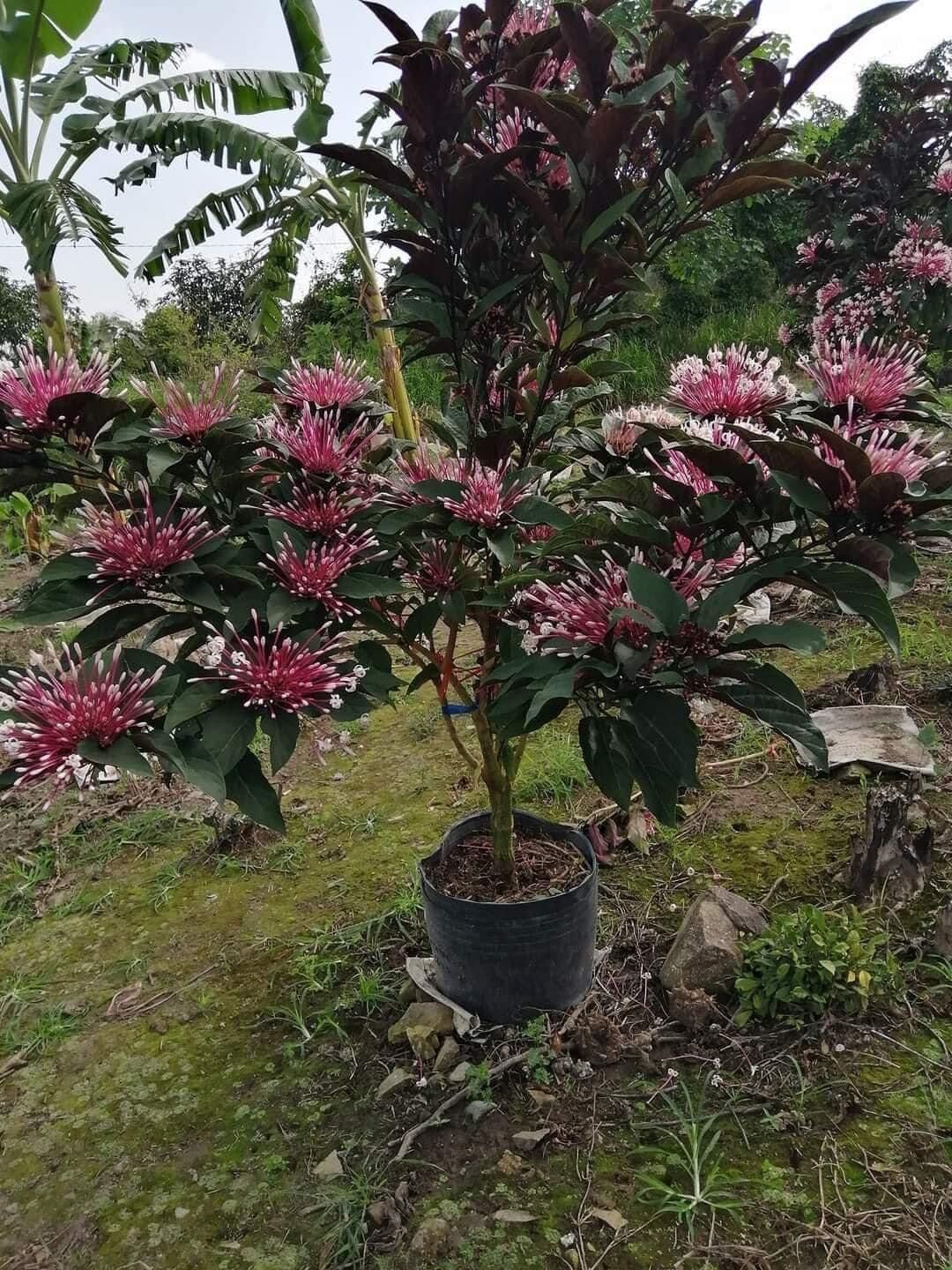 Cây giống hoa thiên phúc(1 bầu cây)
