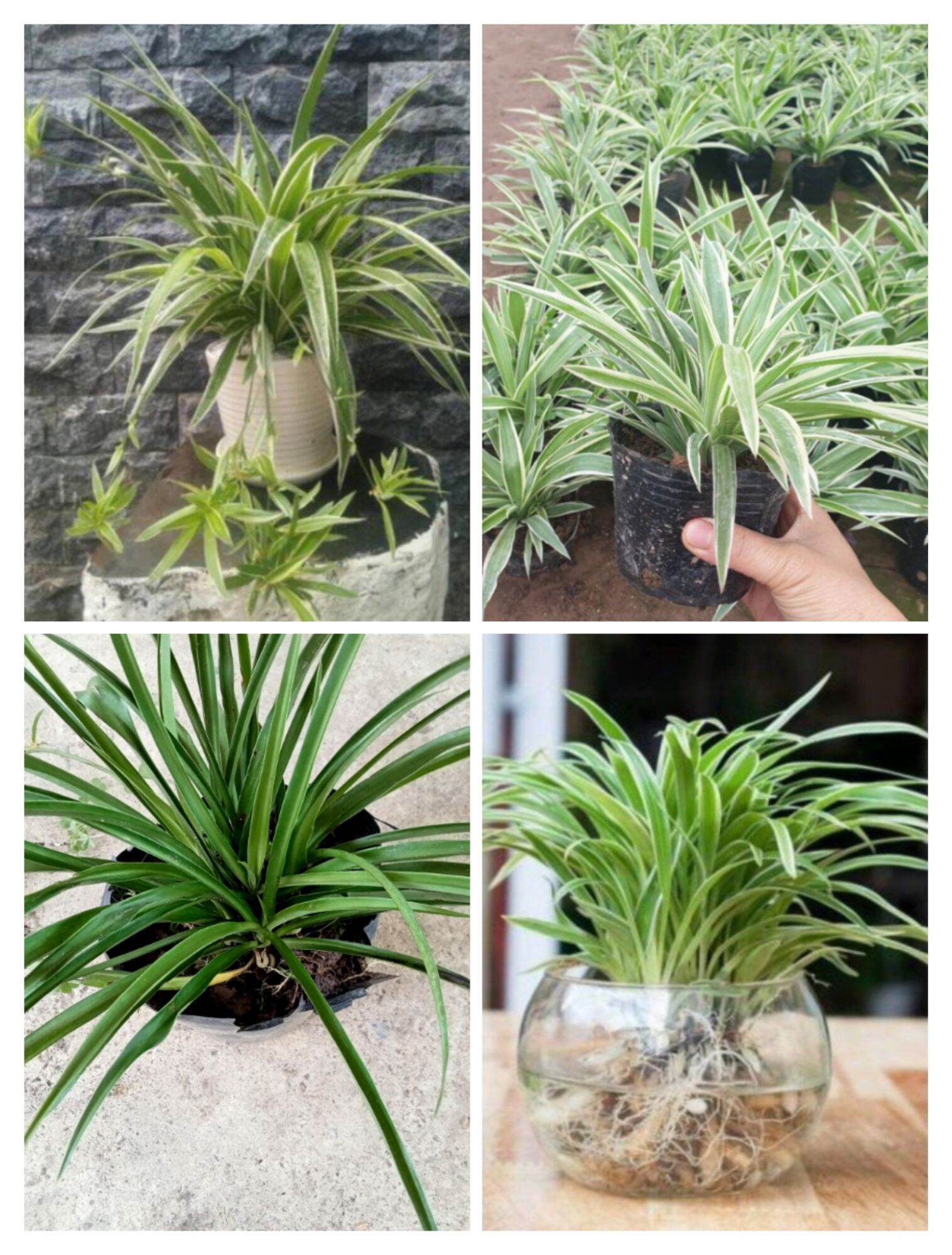 Lan chi có 3 loại🌸.lan chi sọc-🌴 lan chi nhện sọc-🌱lan chi nhện lá xanh🌺12k/chậu