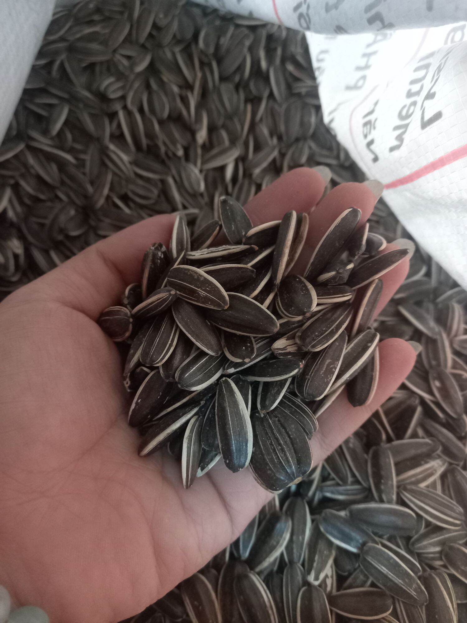 200 gram hạt hướng dương cho chuột, két, vẹt, hamster, v.v...