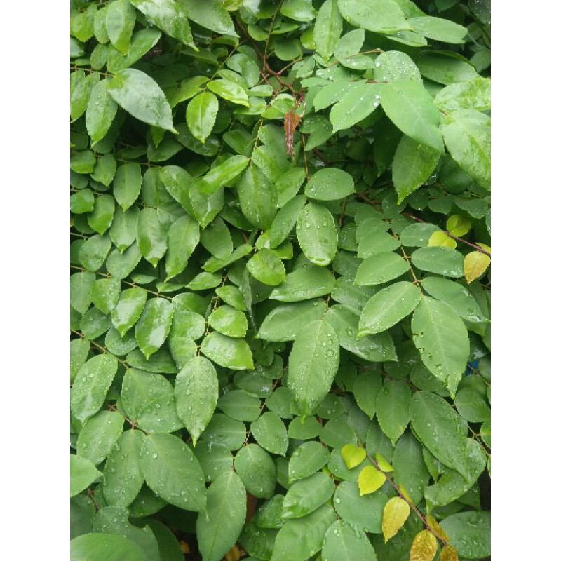 Lá khế tươi hữu cơ 500g