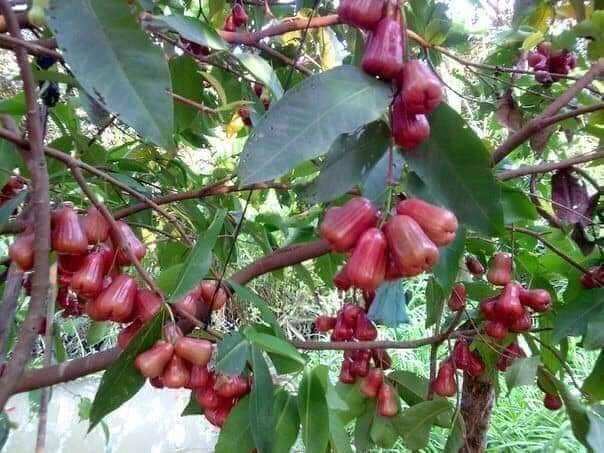 Bầu giống doi đỏ