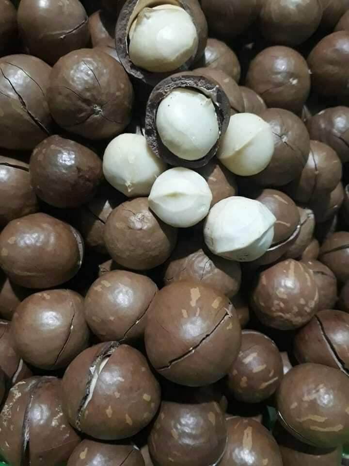 Hạt Macca Đak Lak