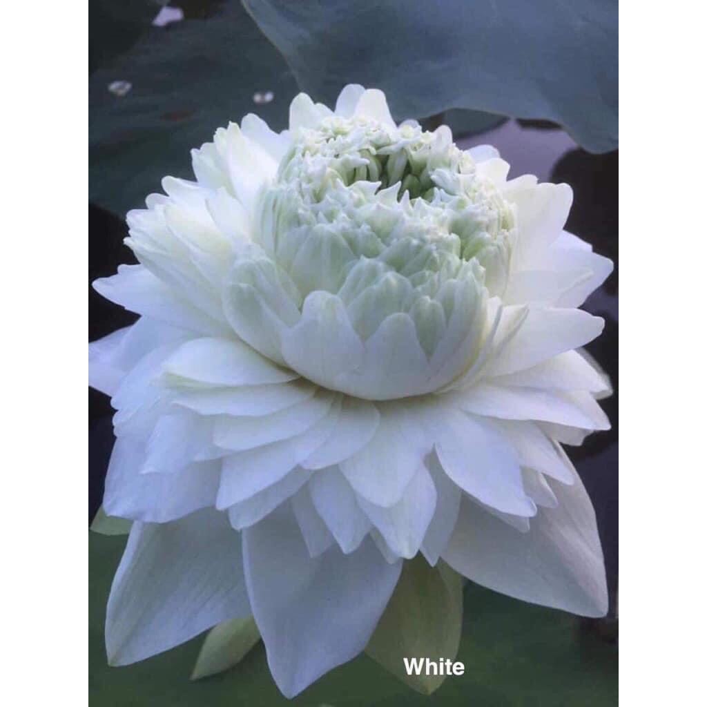 hạt giống sen thái nghìn cánh(10 hạt)