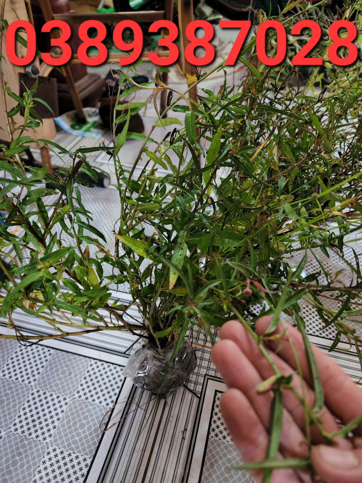 Cây rau mương giống,1 bầu như hình