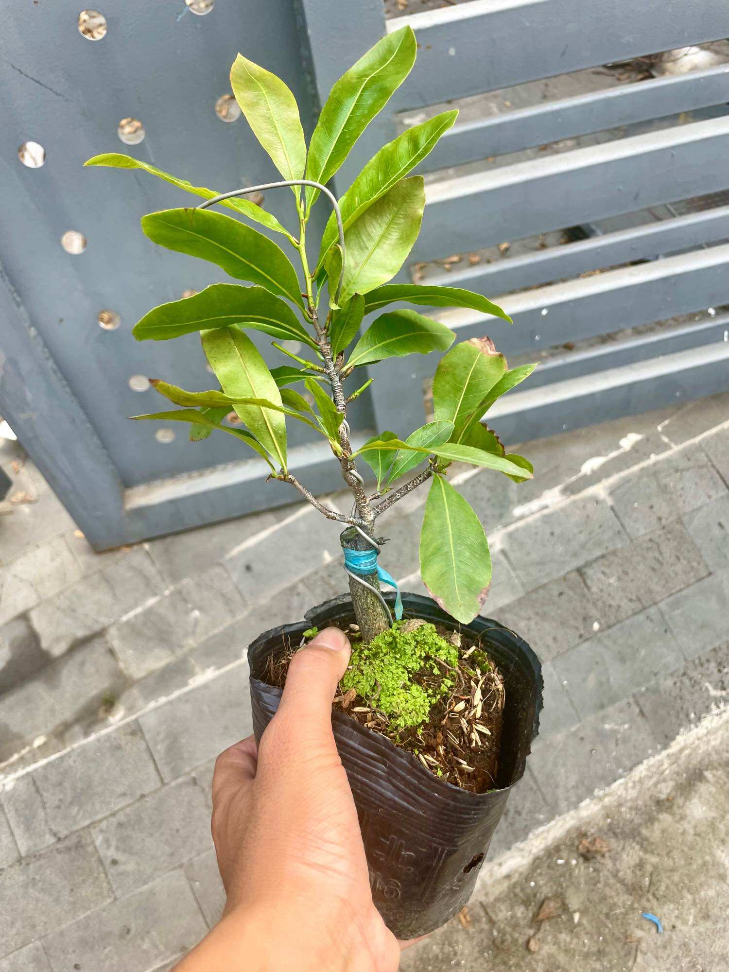 CÚC BẠCH MAI cây mai vàng đột biến (giống siêu hiếm, nên sưu tầm)