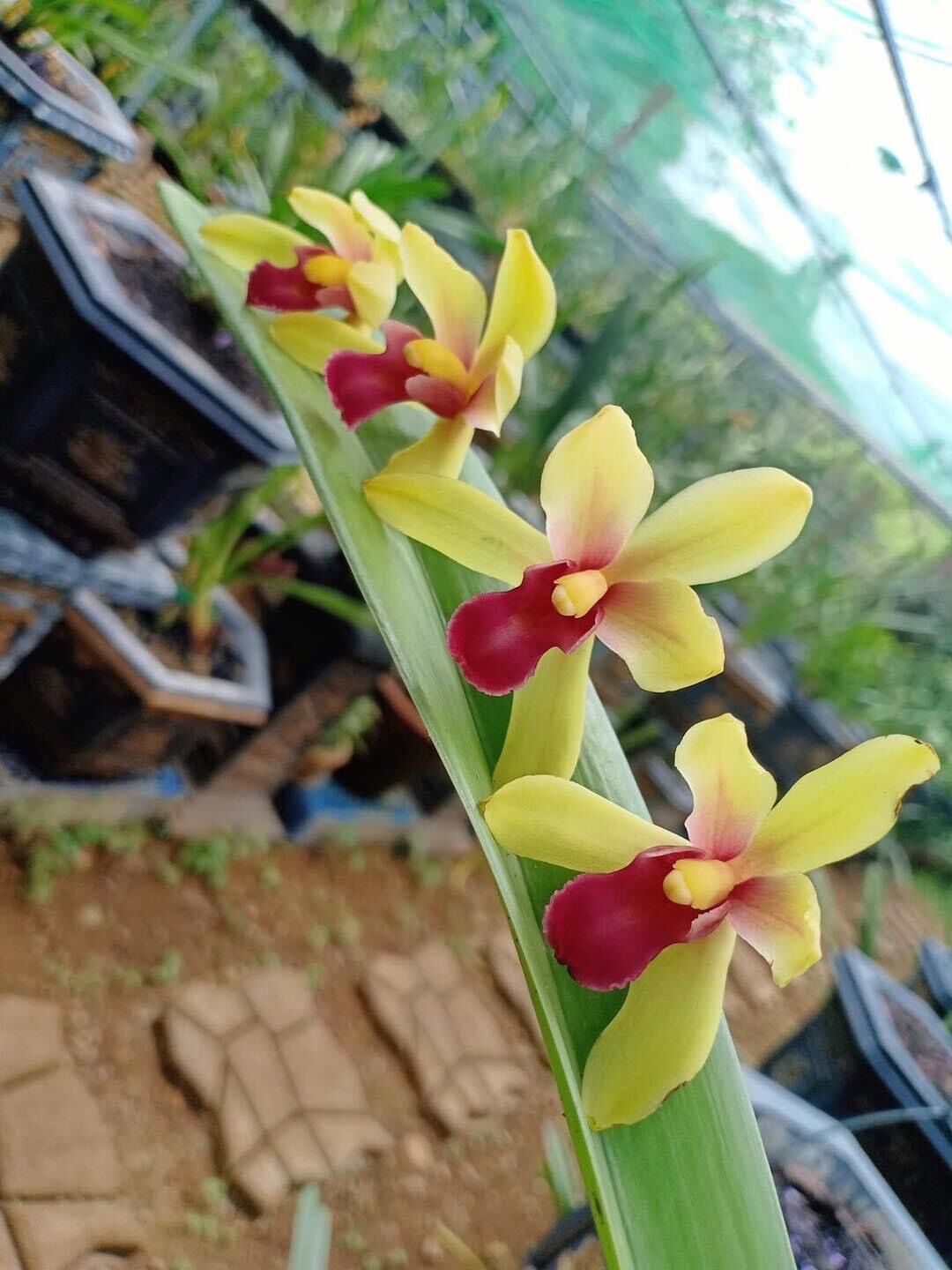 Hoa lan kiếm thái