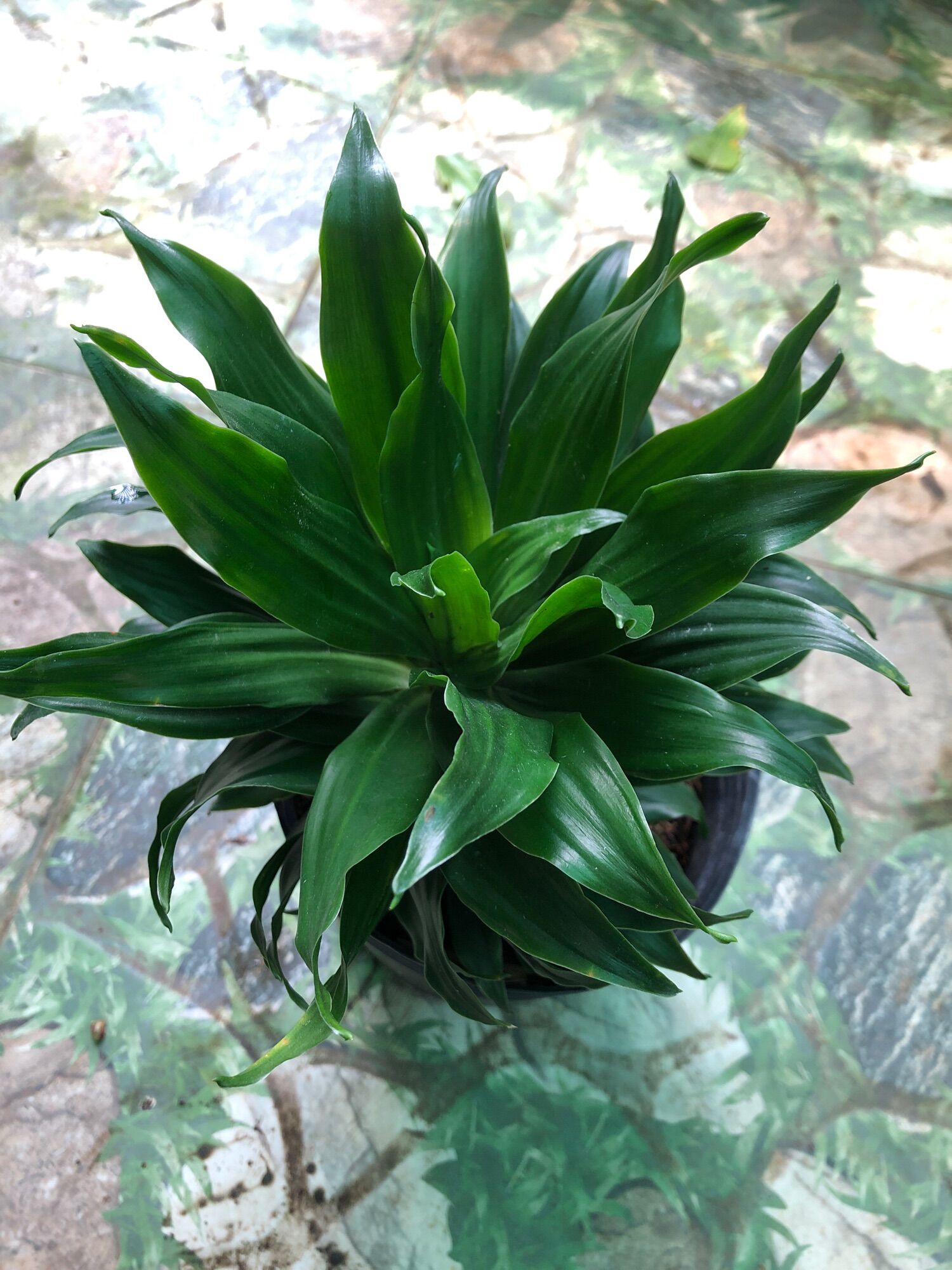 Cây phát tài Nhật