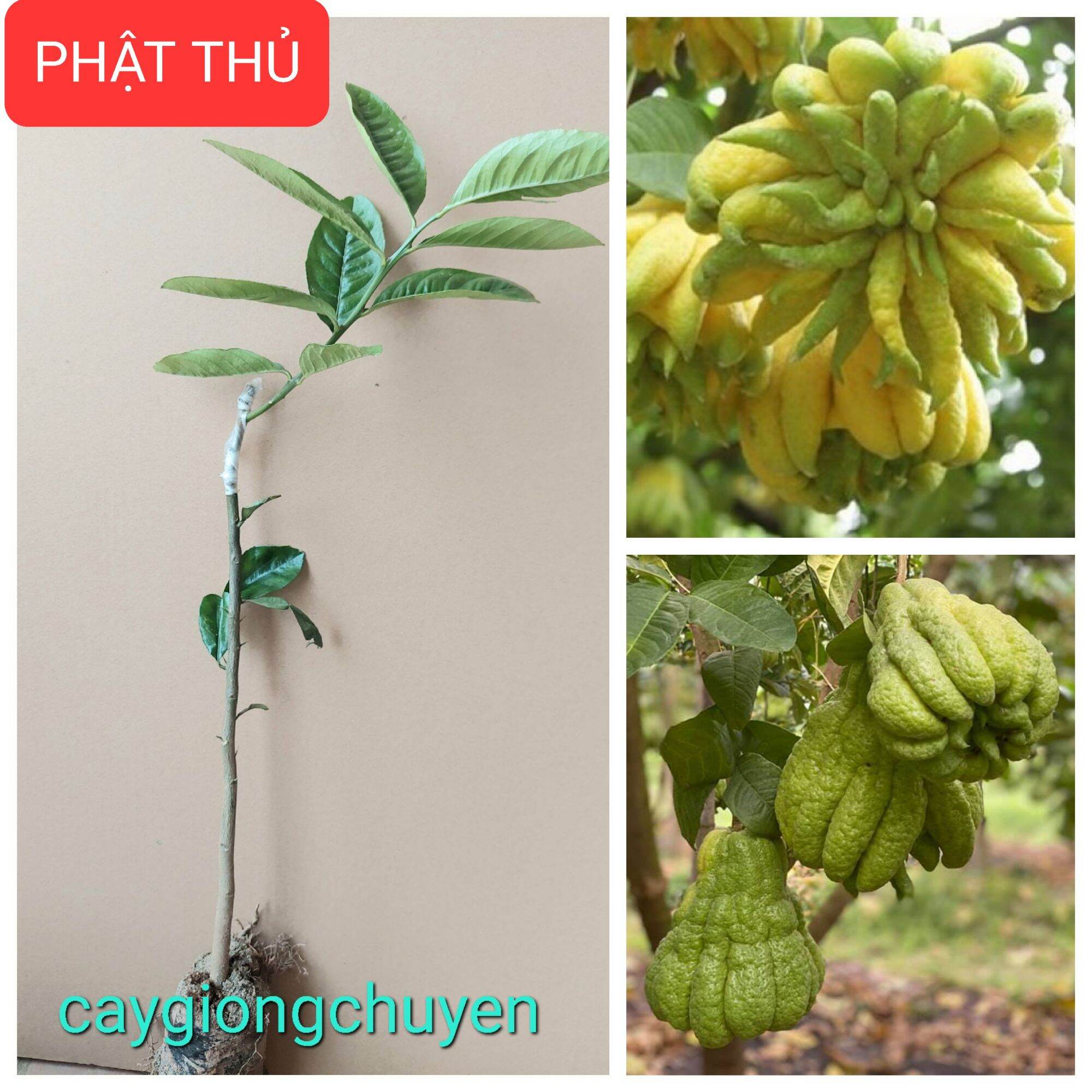 Cây giống phật thủ ghép
